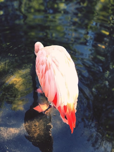 A vibrant roseate spoonbill with its distinctive bill is seen wading through shallow, clear water in the Florida Everglades, with lush green vegetation in the blurred background. The bird is in mid-stride, showcasing its brilliant pink plumage.