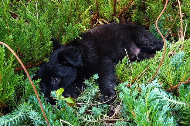 A black bear cub peeking playfully from behind a large tree trunk in a dense, green forest in the Great Smoky Mountains. The cub's fur is shiny and its eyes are curious and alert.