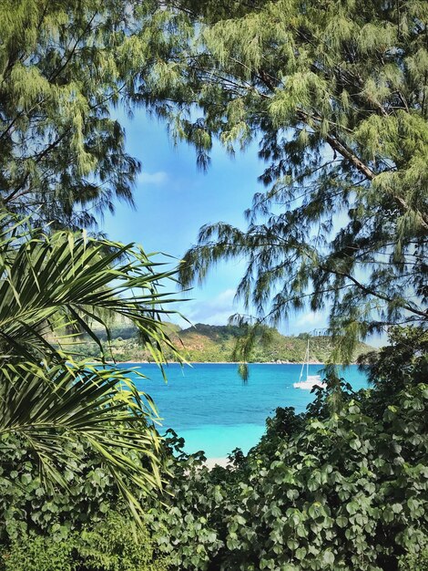 A serene beach scene in Hawaii with turquoise water and lush green palms, depicting a perfect tropical getaway.