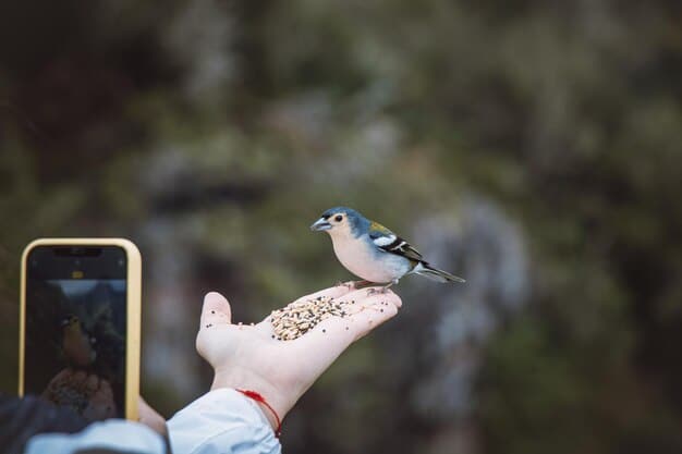 A traveler using a smartphone app to identify a vibrant blue bird perched on a branch, with a dense forest in the background.