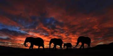 Ethical Wildlife Tourism: Observe Animals Responsibly - Cover Image