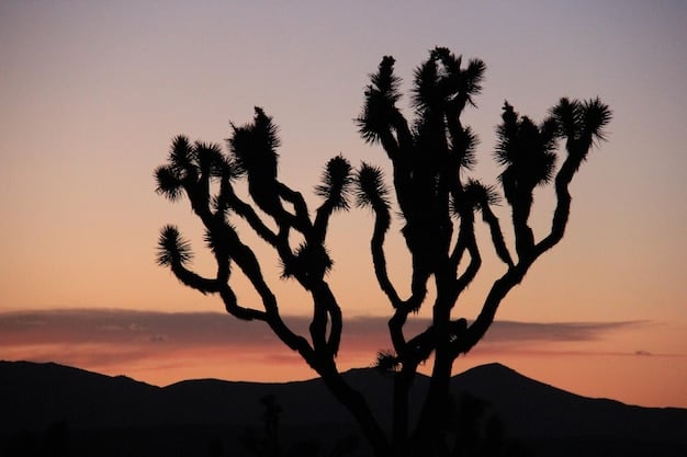 The majestic El Capitan peak in Guadalupe Mountains National Park silhouetted against a setting sun, with sparse Chihuahuan desert vegetation in the foreground.