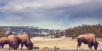 A Guide to Wildlife Viewing in the US: Best Spots & Times for 2025 - Cover Image