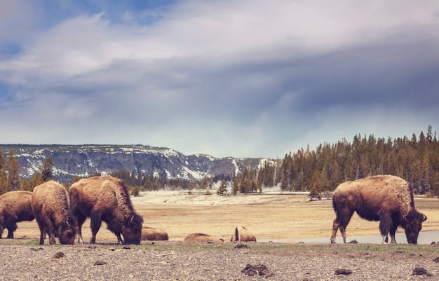 A Guide to Wildlife Viewing in the US: Best Spots & Times for 2025
