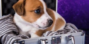 New Regulations for Flying with Pets: Your Updated 2025 Guide - Cover Image