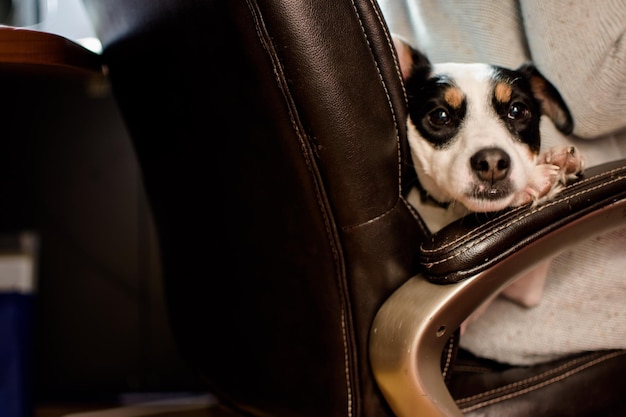 A close-up shot inside an airplane cabin. A small dog is comfortably seated inside a soft-sided pet carrier placed under the seat in front of the passenger. The dog is calmly looking forward. The lighting is natural, coming from the airplane window. Emphasizes safe pet travel according to the New Regulations for Flying with Pets.
