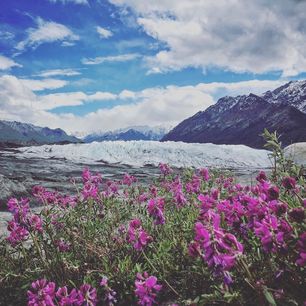 A detailed shot of vibrant wildflowers in bloom in front of distant snow-capped mountains in Glacier National Park, showing sharp foreground and background.